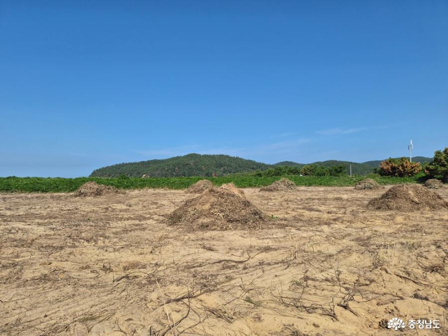 덩굴이 쌓인 해당화동산
