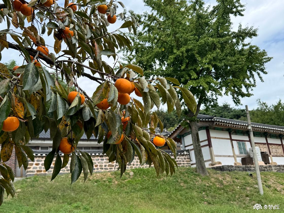 예산 가볼만한곳 덕산향교|명륜당부터 대성전까지 역사 산책