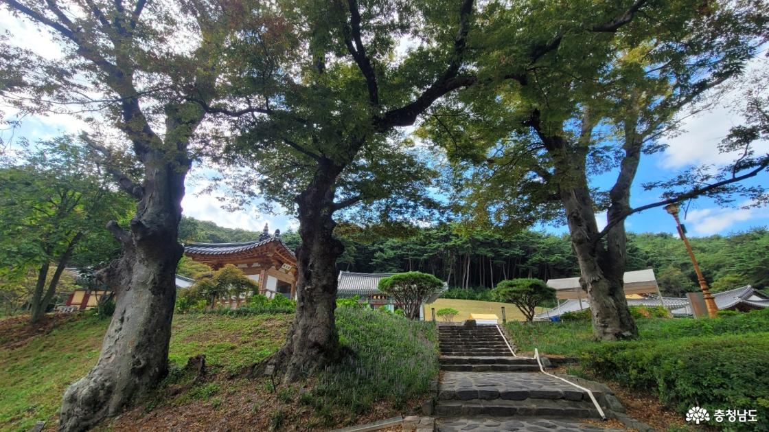 천년고찰 당진 영탑사를 지켜온 수백년 수령의 거수목들.