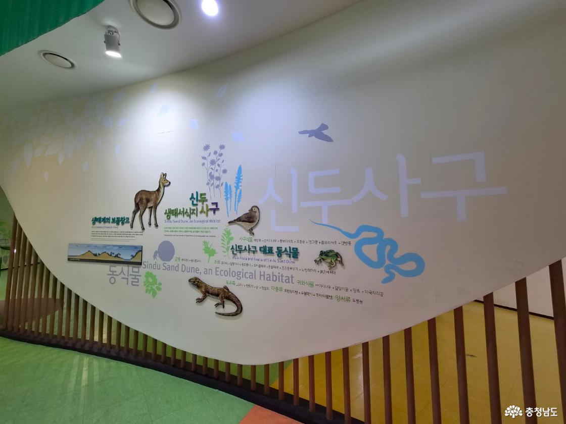 신두리 사구에 사는 동식물