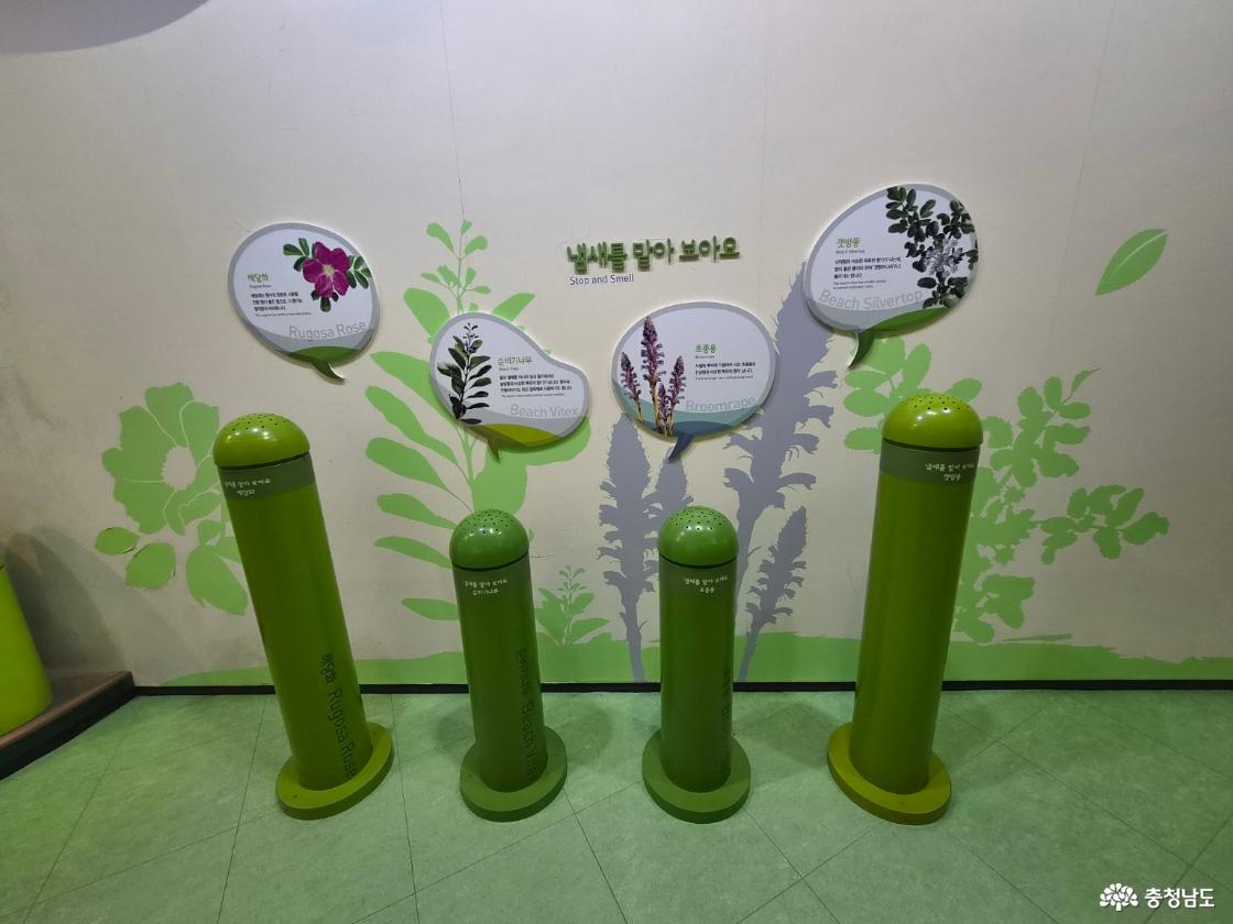 사구 식물 향기 맡을 수 있는 체험
