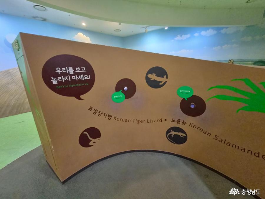 구멍 속 사구 동물영상
