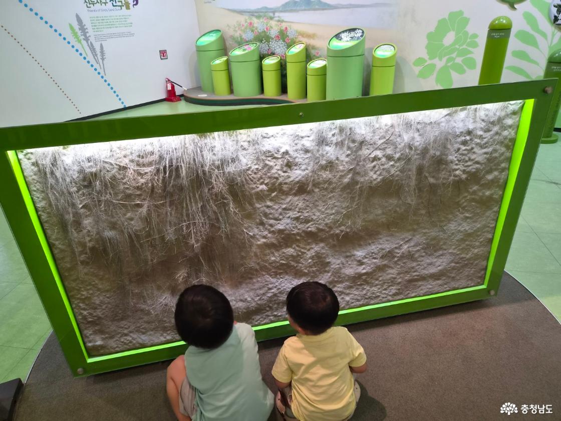 사구 뿌리식물 뿌리모형