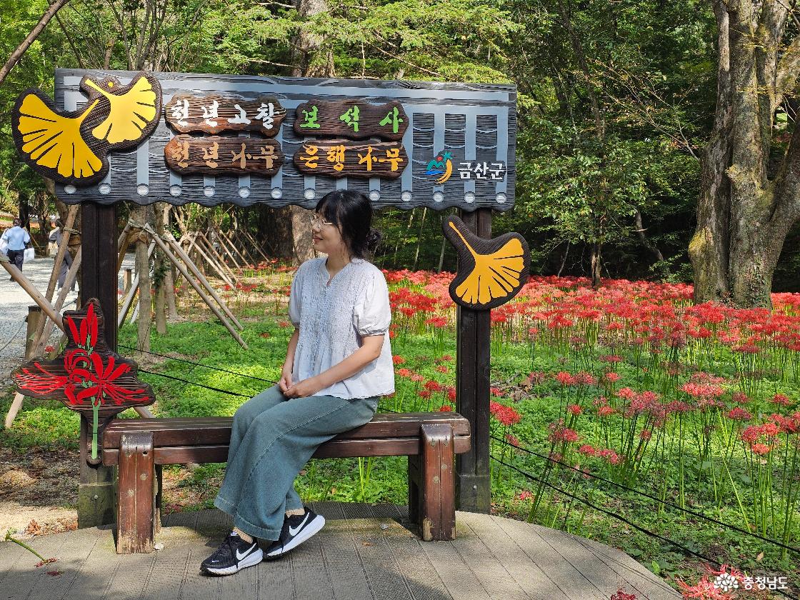 충남 금산 여행, 보석사 꽃무릇부터 금산역사문화박물관&middot;칠백의총까지 완벽 코스