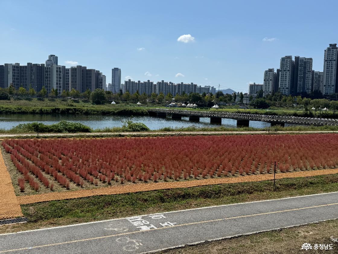 댑싸리2