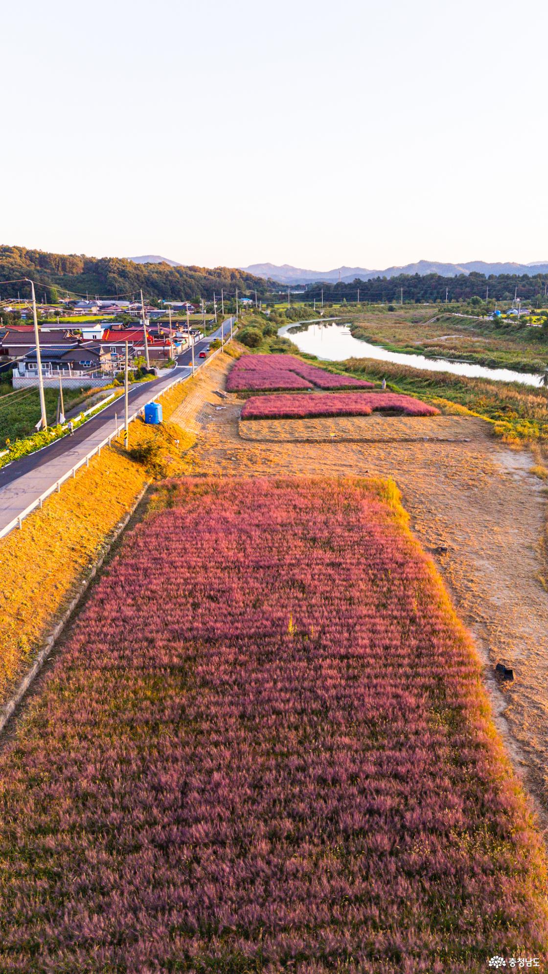 공주 가볼만한곳 유구핑크뮬리정원 2026 실시간 모습
