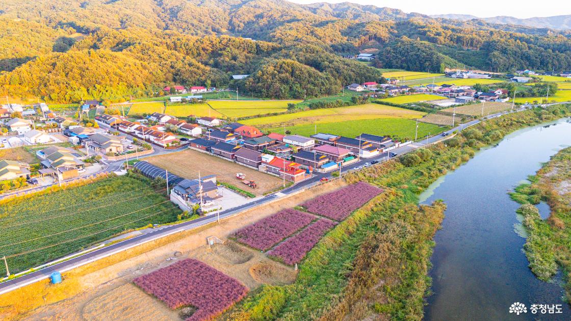 공주 가볼만한곳 유구핑크뮬리정원 2026 실시간 모습
