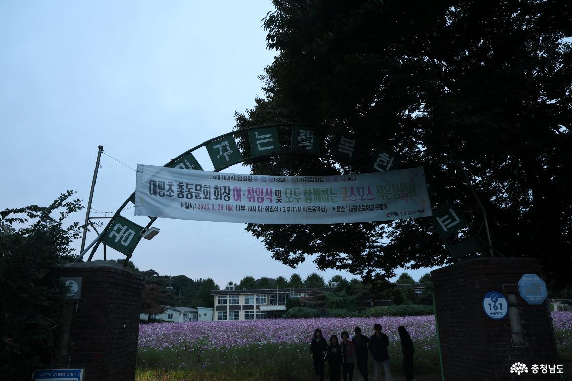 홍성 코스모스 명소 대평초 운동장 &ndash; 해 질 녘 꽃의 바다