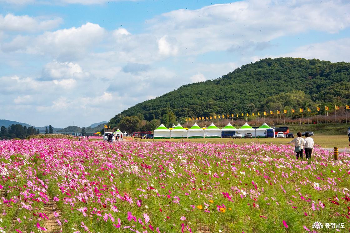 백마강변의 코스모스