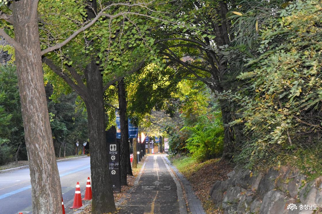 단풍나무숲길로 가는 길