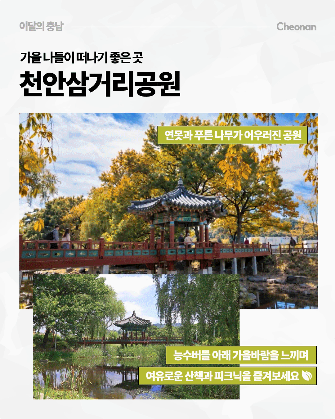 &lsquo;가을 나들이 떠나기 좋은 곳, 천안삼거리공원&rsquo;이라는 제목 아래 노랗게 물든 나무와 전통 정자, 붉은 난간의 다리가 어우러진 가을 풍경이 펼쳐져 있습니다. 아래에는 연못에 비친 정자와 푸른 나무의 모습이 담겨 있으며, 산책과 피크닉을 즐길 수 있는 공원으로 소개합니다.