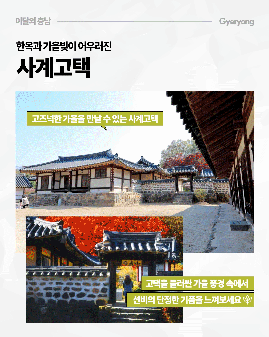&lsquo;한옥과 가을빛이 어우러진 사계고택&rsquo;이라는 제목 아래 기와지붕과 돌담으로 둘러싸인 전통 한옥의 모습이 펼쳐져 있습니다. 아래에는 붉게 물든 단풍나무 사이로 고택의 대문을 바라보는 사진이 있으며, 고택을 둘러싸고 가을 풍경 속에서 선비의 단정한 기품을 느껴보라는 문구가 적혀 있습니다.