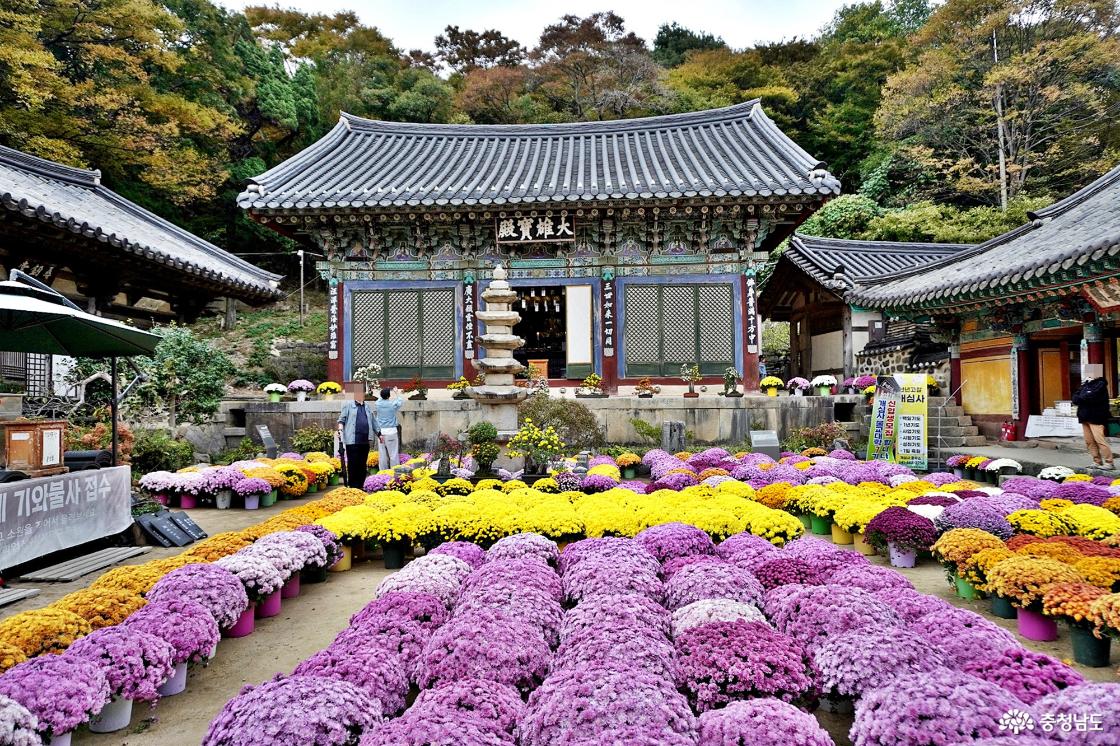 서산 개심사  단풍 물들고 국화꽃축제 개최중 