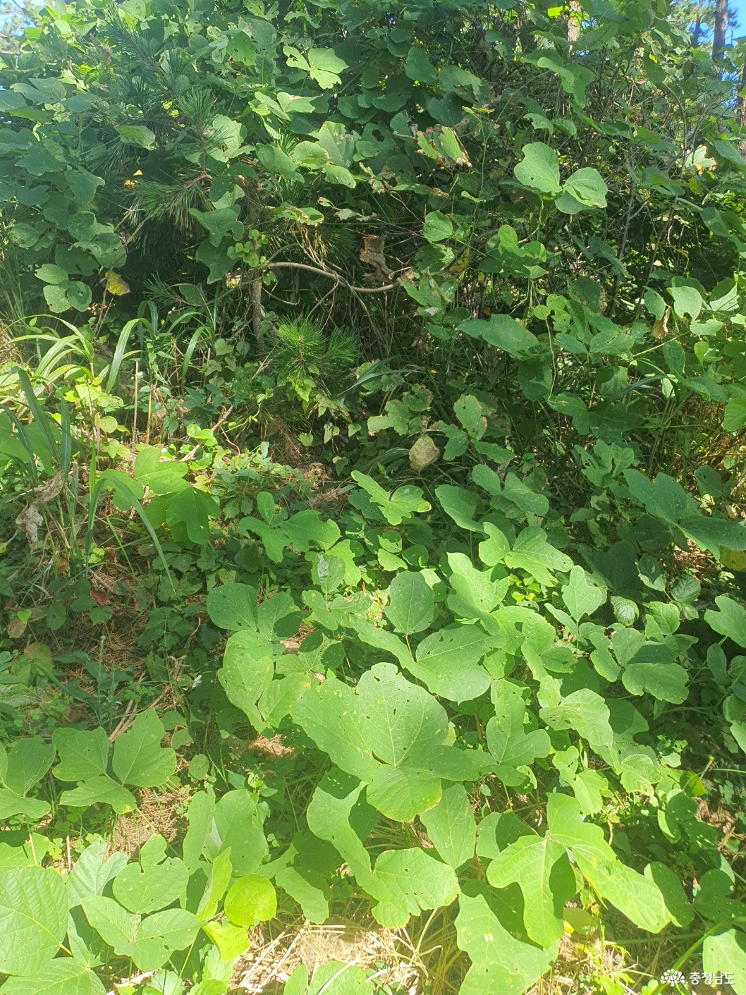external_image