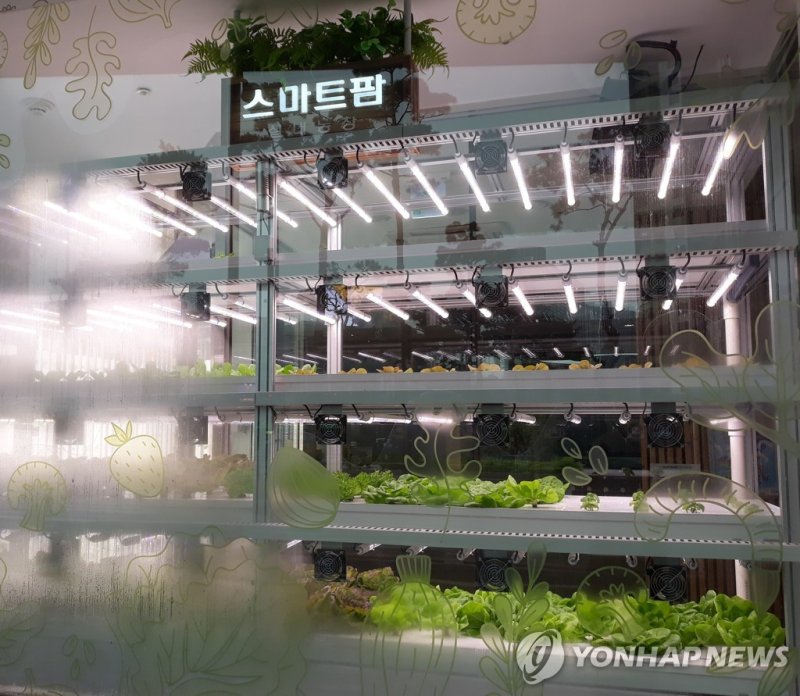 external_image 그림입니다. 원본 그림의 이름: 스마트팜 (출처=연합뉴스).jpg 원본 그림의 크기: 가로 800pixel, 세로 696pixel