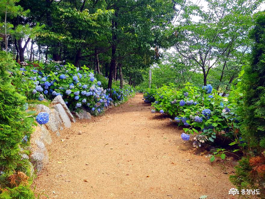 아산 이화피닉스요양병원 수국