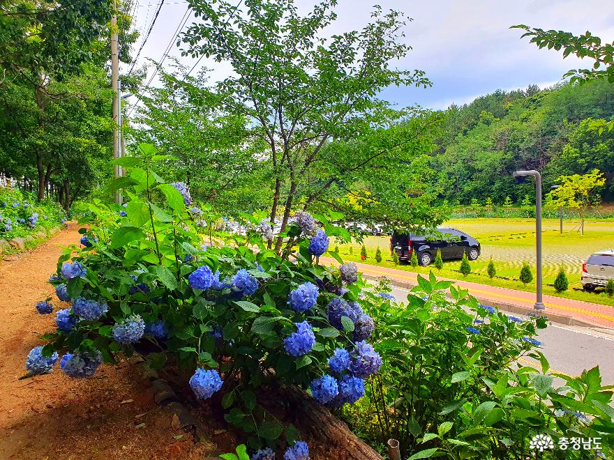 아산 수국 색깔