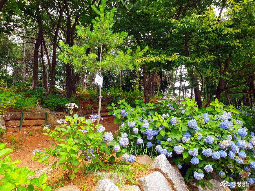 아산 숨은 수국명소