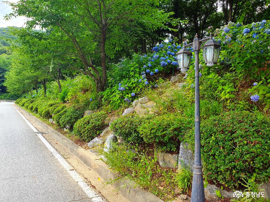아산 이화피닉스요양원 수국