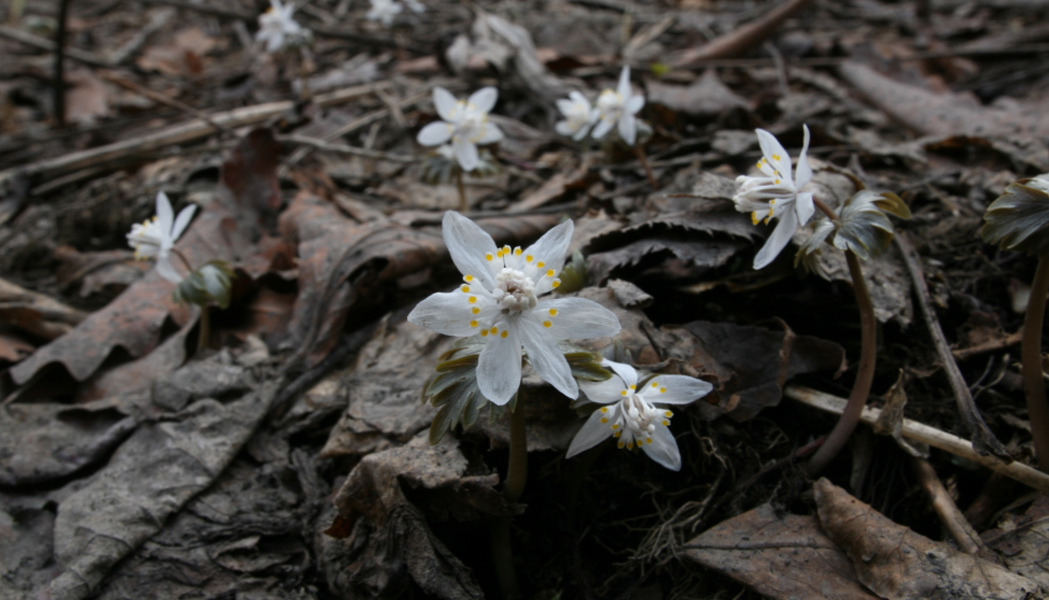 너도바람꽃 이미지