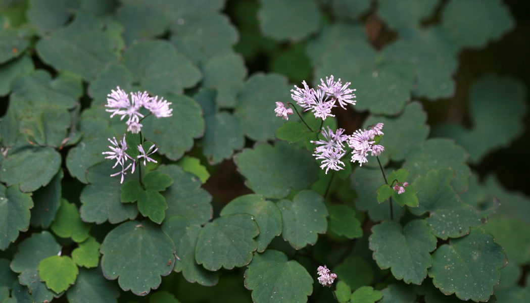 은꿩의 다리 이미지