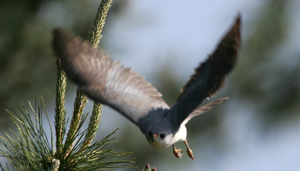 붉은배새매 이미지