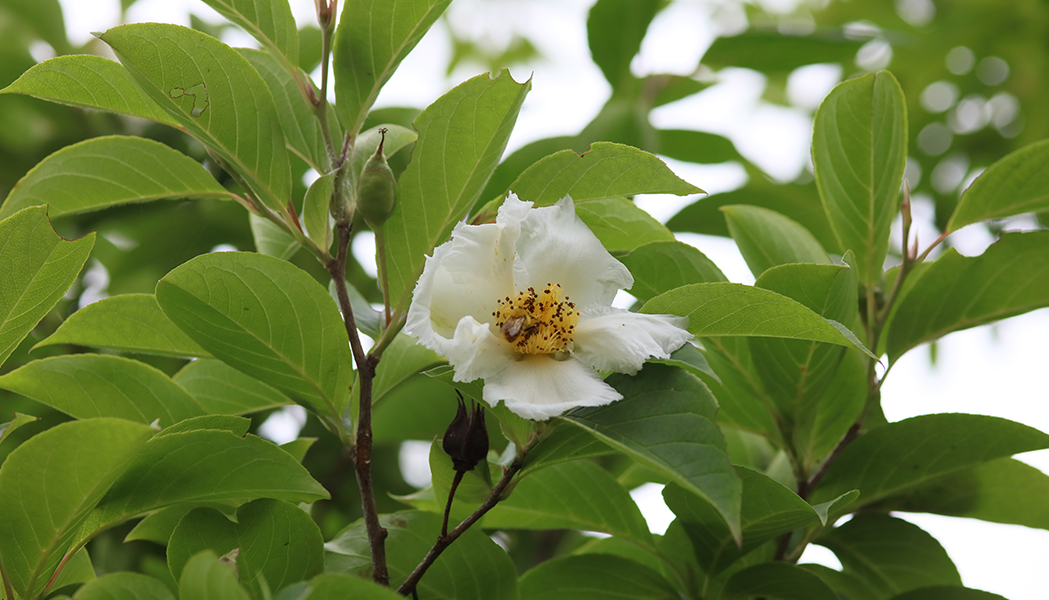 노각나무 이미지