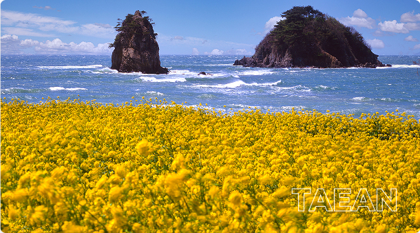 태안국제원예치유박람회