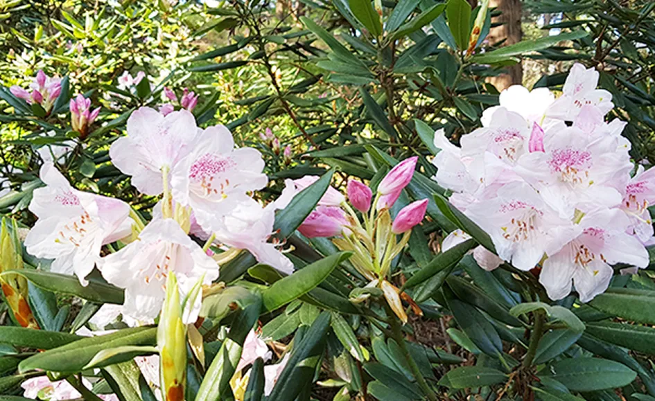 철쭉원 사진