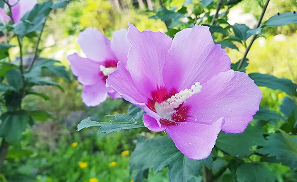 무궁화원 사진